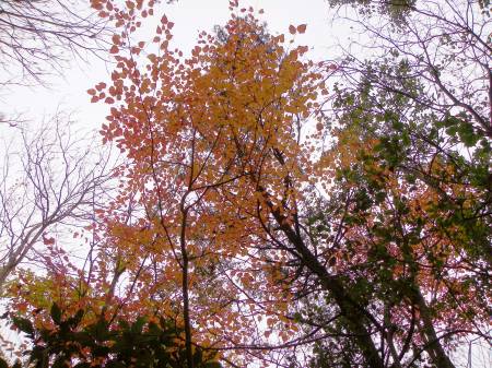 ウリハダカエデ