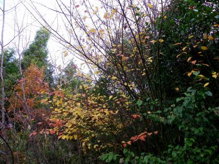 ウリハダカエデ