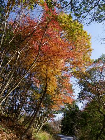 ウリハダカエデ