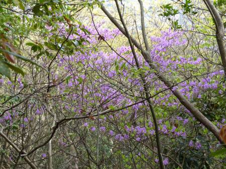 コバノミツバツツジ