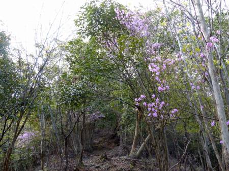 コバノミツバツツジ