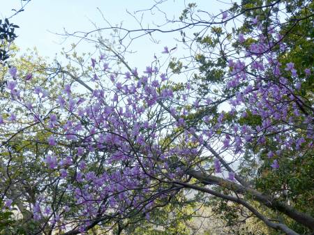 コバノミツバツツジ