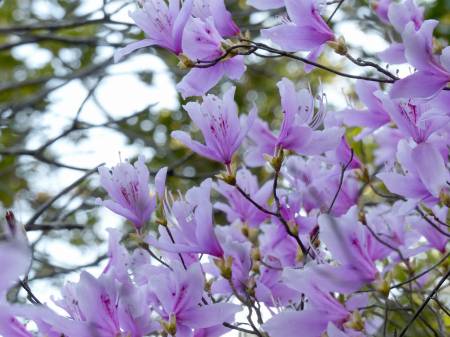 コバノミツバツツジ