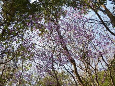 コバノミツバツツジ