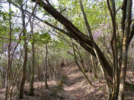 コバノミツバツツジ