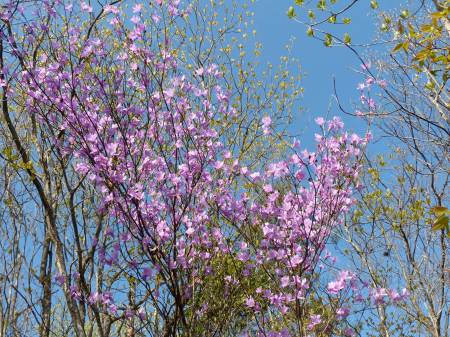 コバノミツバツツジ