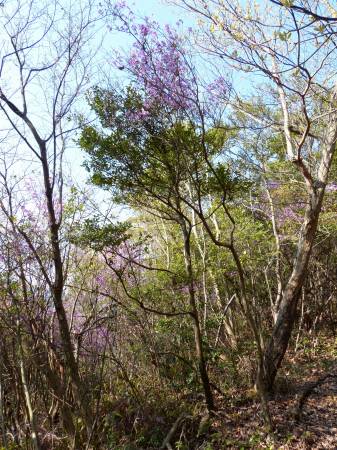 コバノミツバツツジ