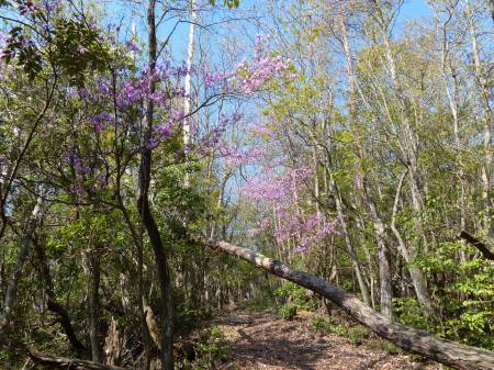 コバノミツバツツジ