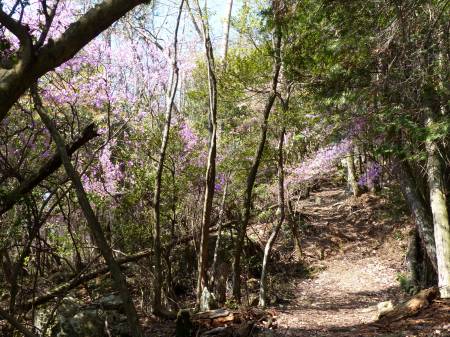 コバノミツバツツジ