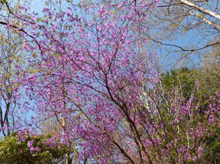 コバノミツバツツジ