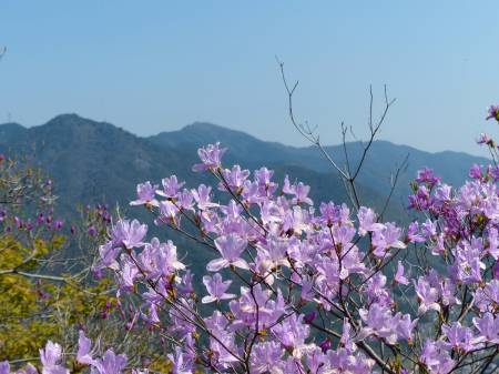 コバノミツバツツジ