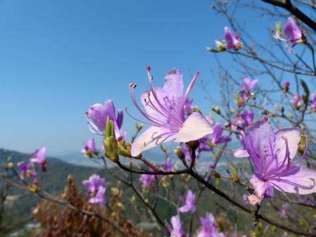 コバノミツバツツジ