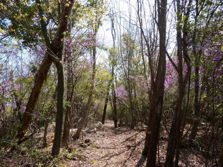 コバノミツバツツジ