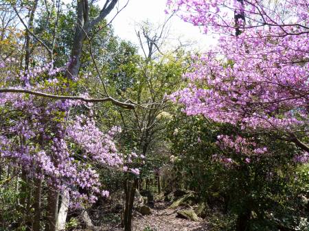 コバノミツバツツジ