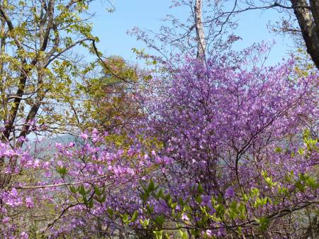 コバノミツバツツジ