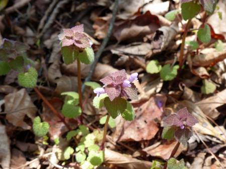 ヒメオドリコソウ