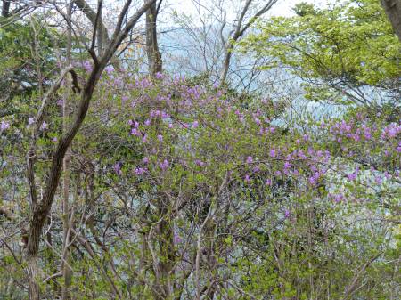 コバノミツバツツジ