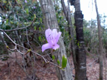 コバノミツバツツジ