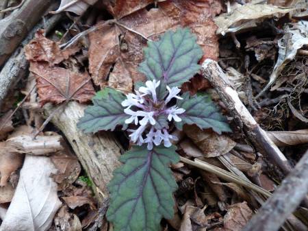 シロバナニシキゴロモ
