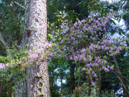 コバノミツバツツジ