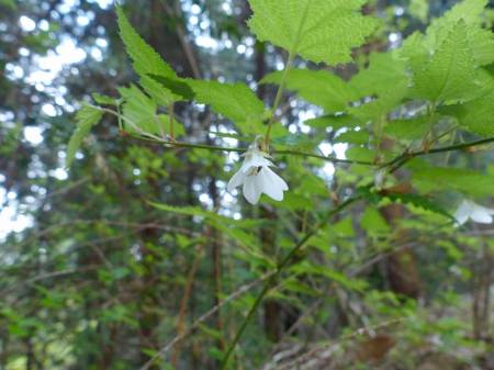 ナガバモミジイチゴ