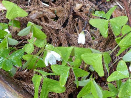ミヤマカタバミ