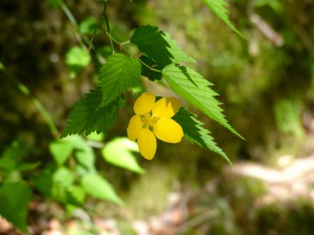 ヤマブキ