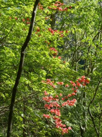 ヤマツツジ
