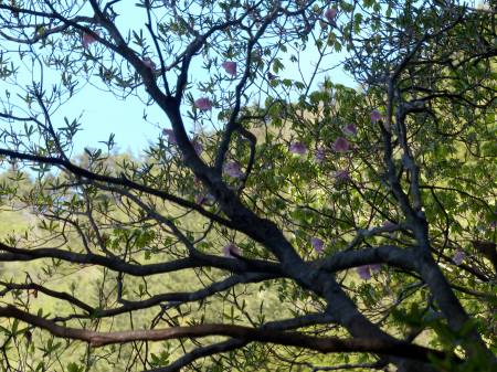 アケボノツツジ