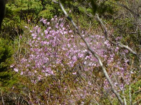 アケボノツツジ