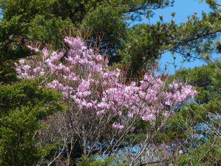 アケボノツツジ