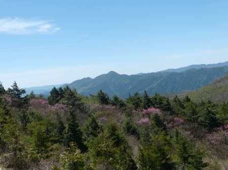 アケボノツツジ