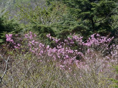 アケボノツツジ