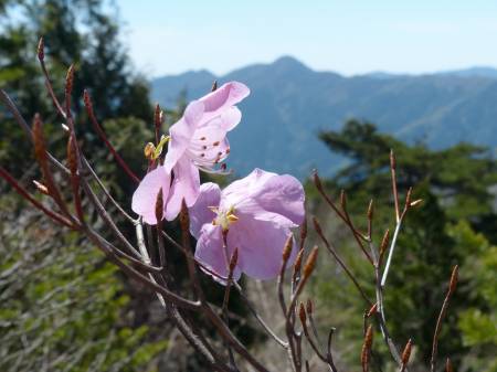 アケボノツツジ