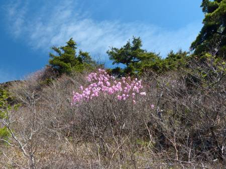 アケボノツツジ