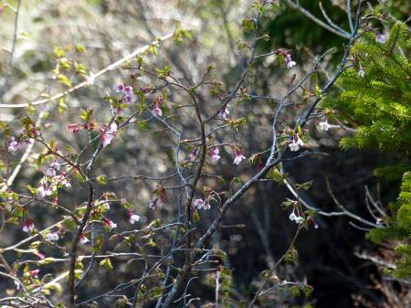 イシヅチザクラ