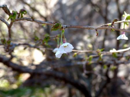 イシヅチザクラ