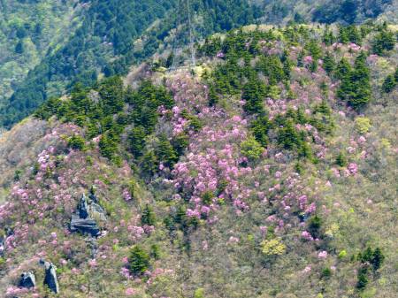 アケボノツツジ