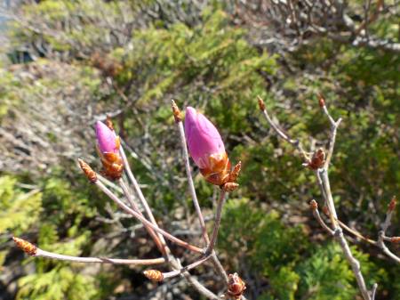 アケボノツツジ