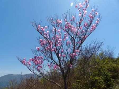 アケボノツツジ