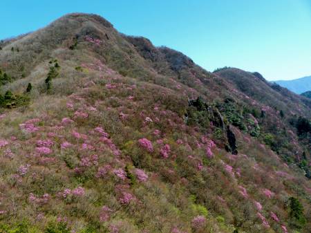 アケボノツツジ満開！