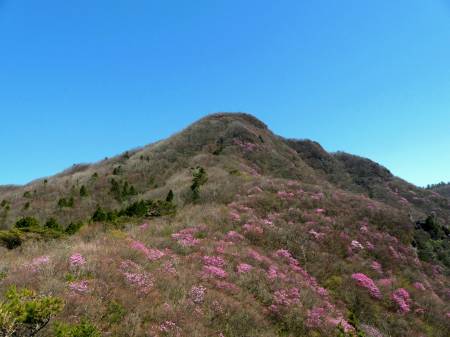 アケボノツツジ