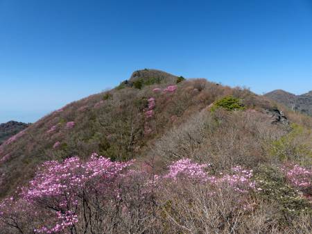 アケボノツツジ