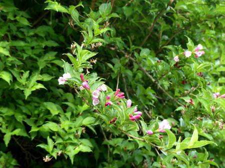 ツクシヤブウツギ