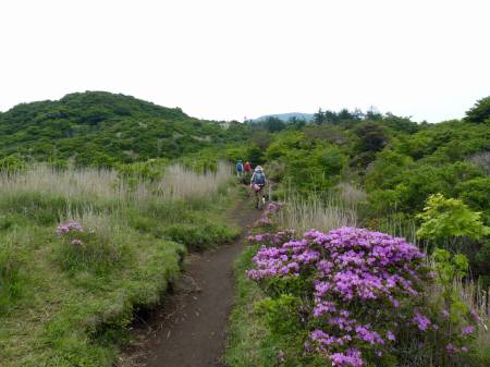 ミヤマキリシマ
