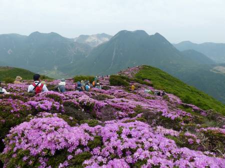 ミヤマキリシマ