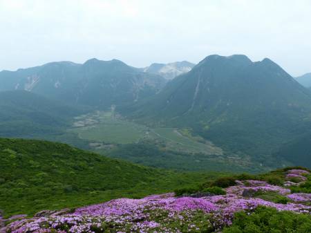 ミヤマキリシマ