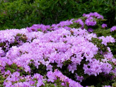 ミヤマキリシマ