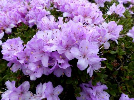 ミヤマキリシマ