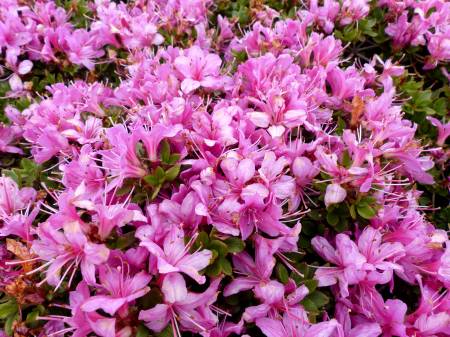 ミヤマキリシマ